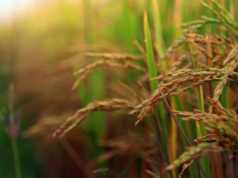 Arunachal CM Pema Khandu lança arroz vermelho orgânico de Tawang Arunachal CM Pema Khandu lança arroz vermelho orgânico de Tawang