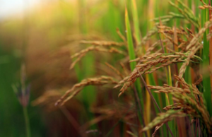 Arunachal CM Pema Khandu lança arroz vermelho orgânico de Tawang Arunachal CM Pema Khandu lança arroz vermelho orgânico de Tawang