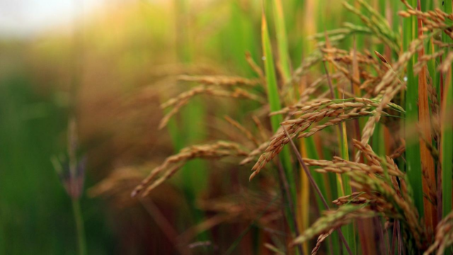 Arunachal CM Pema Khandu lança arroz vermelho orgânico de Tawang
