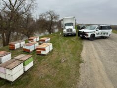 Assalto à colmeia termina com prisão de homem em Sacramento Assalto à colmeia termina com prisão de homem em Sacramento