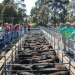 Aumento 'fenomenal': preços e confiança estão em alta para a indústria pecuária de WA