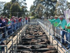 Aumento ‘fenomenal’: preços e confiança estão em alta para a indústria pecuária de WA Aumento 'fenomenal': preços e confiança estão em alta para a indústria pecuária de WA
