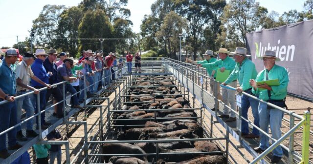 Aumento 'fenomenal': preços e confiança estão em alta para a indústria pecuária de WA
