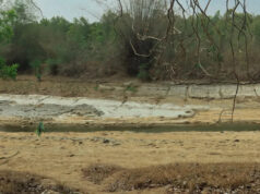 Autoridades ficam surpresas depois que um predador raro é avistado em um local inesperado: ‘Atualmente conduzindo confirmação direta’ Yahoo news home