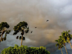 Autoridades promovem nova proibição enquanto milhares de famílias mantêm criaturas amadas como animais de estimação: ‘Eles vão entender eventualmente’ Yahoo news home