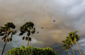 Autoridades promovem nova proibição enquanto milhares de famílias mantêm criaturas amadas como animais de estimação: ‘Eles vão entender eventualmente’ Yahoo news home