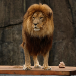 Google Preferred Source Banner