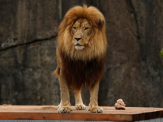 Aviso da universidade sobre campus itinerante do ‘Lion’ gera pânico e confusão Google Preferred Source Banner