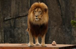 Aviso da universidade sobre campus itinerante do ‘Lion’ gera pânico e confusão Google Preferred Source Banner