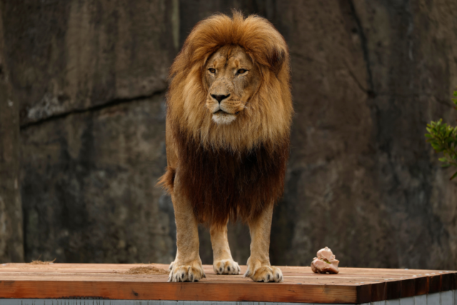 Google Preferred Source Banner