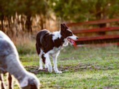 Border Collie vê cabra histérica com habilidades de pastoreio: ‘mentiu em seu currículo’ Border Collie vê cabra histérica com habilidades de pastoreio: 'mentiu em seu currículo'