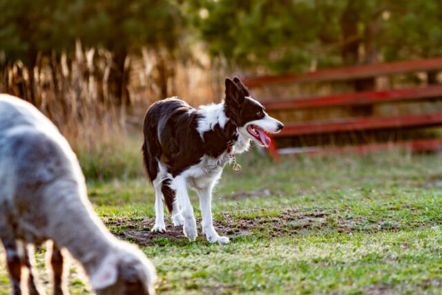 Border Collie vê cabra histérica com habilidades de pastoreio: 'mentiu Border Collie vê cabra histérica com habilidades de pastoreio: 'mentiu em seu currículo'