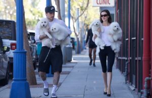 Brooklyn Beckham e Nicola Peltz combinam suas roupas – e seus cachorros – em um passeio por Los Angeles Brooklyn Beckham e Nicola Peltz combinam suas roupas – e seus cachorros – em um passeio por Los Angeles