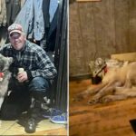 Cody Roberts, 42 anos, segura um lobo ferido com o focinho preso com fita adesiva.