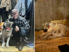 Caçador do Wyoming que torturou lobo e exibiu animal ferido em bar antes de matá-lo, fecha acordo judicial Cody Roberts, 42 anos, segura um lobo ferido com o focinho preso com fita adesiva.