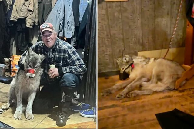 Cody Roberts, 42 anos, segura um lobo ferido com o focinho preso com fita adesiva.