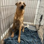 Dog after $900 vet appointment