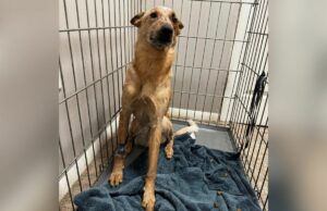 Cachorro levado às pressas para o veterinário, incapaz de andar direito; Proprietário de choques de diagnóstico de $ 900 Dog after $900 vet appointment