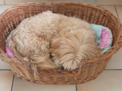 Cachorro sênior reage ao fato de a cama ser movida – e os espectadores não conseguem lidar com isso Lucy Notarantonio