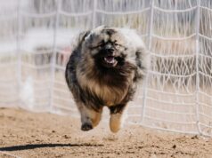 Cachorro vê urso próximo ao lixo, dono não preparado para a cena que se segue Cachorro vê urso próximo ao lixo, dono não preparado para a cena que se segue