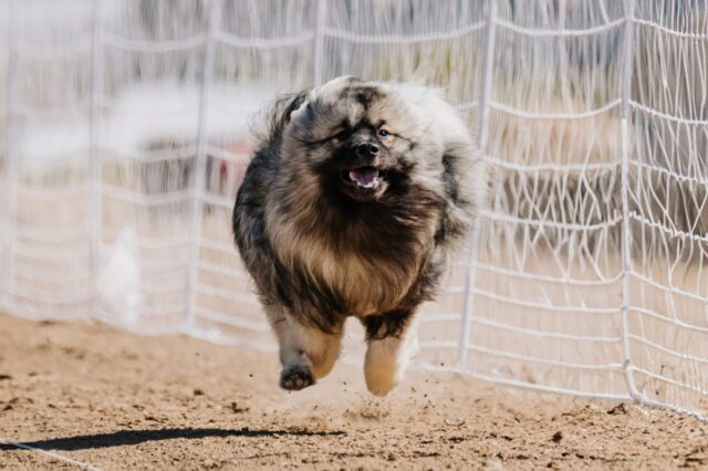 Cachorro vê urso próximo ao lixo, dono não preparado para a cena que se segue
