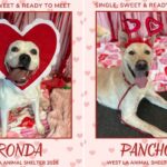 Cães de abrigo de Los Angeles vestidos para o Dia dos Namorados para encantar seus lares eternos