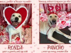 Cães de abrigo de Los Angeles vestidos para o Dia dos Namorados para encantar seus lares eternos Cães de abrigo de Los Angeles vestidos para o Dia dos Namorados para encantar seus lares eternos