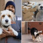 Cães torturados resgatados pela polícia de um apartamento em Nova York foram tratados até recuperarem a saúde – com 7 filhotes adoráveis ​​​​nascidos sob os cuidados da equipe de resgate