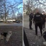 Cão herói orienta a polícia até o menino desaparecido de 3 anos: ‘Lassie o encontrou’