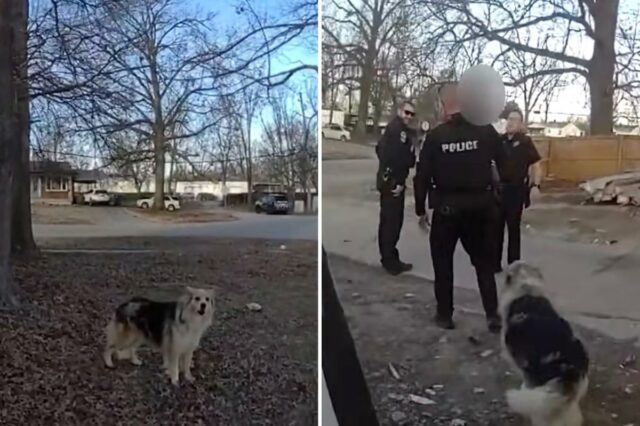 Cão herói orienta a polícia até o menino desaparecido de 3 anos: ‘Lassie o encontrou’ 
