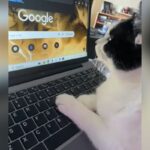 Cat surfing the web