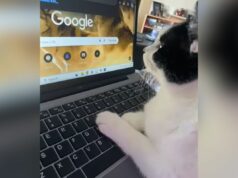 Cat sequestra a pesquisa do Google do proprietário, sua reação ganha o animal de estimação da semana Cat surfing the web