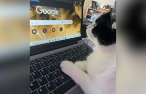 Cat sequestra a pesquisa do Google do proprietário, sua reação ganha o animal de estimação da semana Cat surfing the web