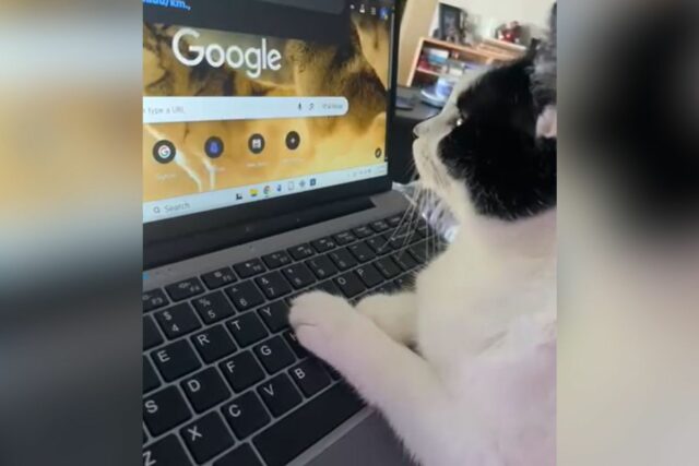 Cat surfing the web