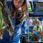 Chovem iguanas congeladas na onda de frio da Flórida – enquanto autoridades da vida selvagem incentivam a matança de criaturas invasoras