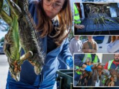 Chovem iguanas congeladas na onda de frio da Flórida – enquanto autoridades da vida selvagem incentivam a matança de criaturas invasoras Chovem iguanas congeladas na onda de frio da Flórida – enquanto autoridades da vida selvagem incentivam a matança de criaturas invasoras