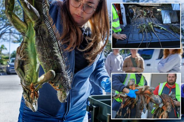 Chovem iguanas congeladas na onda de frio da Flórida – enquanto autoridades da vida selvagem incentivam a matança de criaturas invasoras
