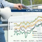 Chuva ou preços do gado: o que realmente tem mais poder sobre o humor do produtor
