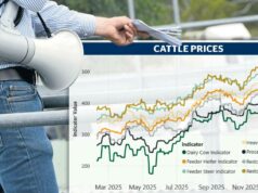 Chuva ou preços do gado: o que realmente tem mais poder sobre o humor do produtor Chuva ou preços do gado: o que realmente tem mais poder sobre o humor do produtor
