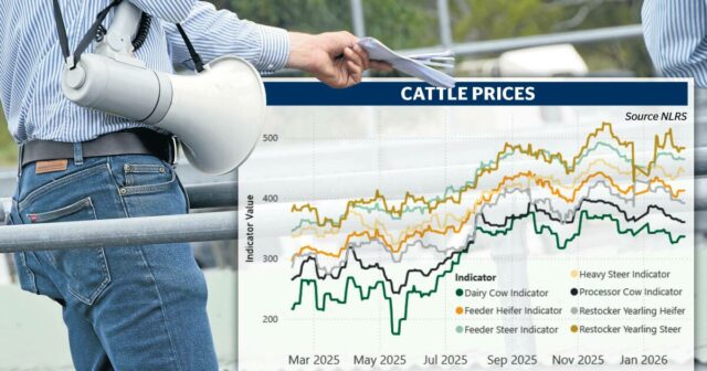 Chuva ou preços do gado: o que realmente tem mais poder sobre o humor do produtor

