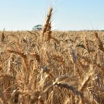 Chuvas em ano de seca, mas safras abundantes: o curioso caso de 2025