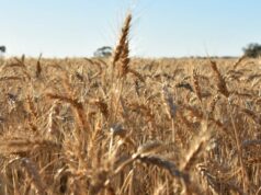 Chuvas em ano de seca, mas safras abundantes: o curioso caso de 2025 Chuvas em ano de seca, mas safras abundantes: o curioso caso de 2025