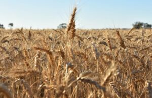 Chuvas em ano de seca, mas safras abundantes: o curioso caso de 2025 Chuvas em ano de seca, mas safras abundantes: o curioso caso de 2025