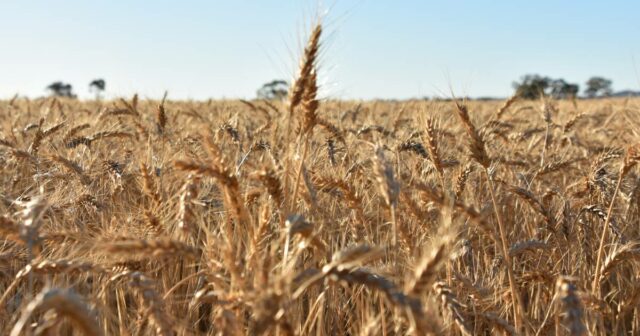 Chuvas em ano de seca, mas safras abundantes: o curioso caso de 2025
