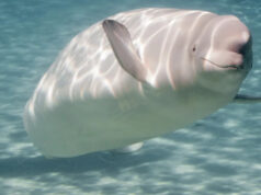 Cientistas fazem descoberta incrível depois de estudar urina de baleia: ‘Logo percebemos que isso era apenas parte da história’ Yahoo news home