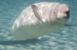 Cientistas fazem descoberta incrível depois de estudar urina de baleia: ‘Logo percebemos que isso era apenas parte da história’ Yahoo news home