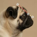 Cães de cara chata, como os Pugs, sofrem de problemas de saúde debilitantes. O nariz de um cachorro deve ter pelo menos um terço do comprimento do crânio para que ele respire normalmente, dizem os especialistas