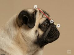 Cientistas revelam as 15 raças de cães em risco de sérios problemas respiratórios – enquanto alertam que rostos achatados ‘fofos’ deixam os cães com uma vida inteira de sofrimento Cães de cara chata, como os Pugs, sofrem de problemas de saúde debilitantes. O nariz de um cachorro deve ter pelo menos um terço do comprimento do crânio para que ele respire normalmente, dizem os especialistas