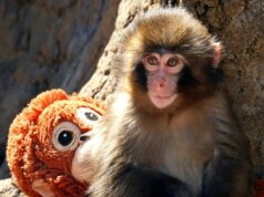 Comentário: ‘I am Punch’: Como um macaquinho nos fez rir, chorar e nos ver em sua luta para nos encaixarmos Comentário: 'I am Punch': Como um macaquinho nos fez rir, chorar e nos ver em sua luta para nos encaixarmos