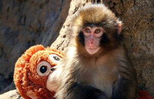 Comentário: ‘I am Punch’: Como um macaquinho nos fez rir, chorar e nos ver em sua luta para nos encaixarmos Comentário: 'I am Punch': Como um macaquinho nos fez rir, chorar e nos ver em sua luta para nos encaixarmos